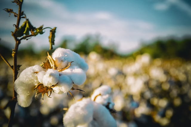 mata de algodón para telas orgánicas