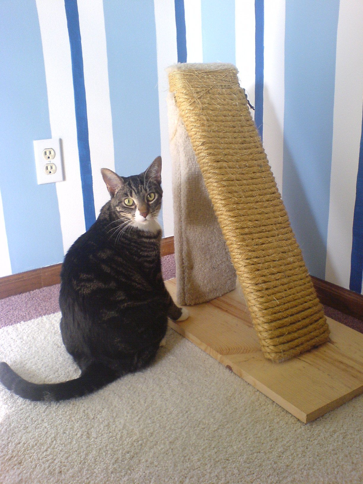 Gato atigrado sentado junto a un rascador inclinado de madera forrado con cuerda de sisal.