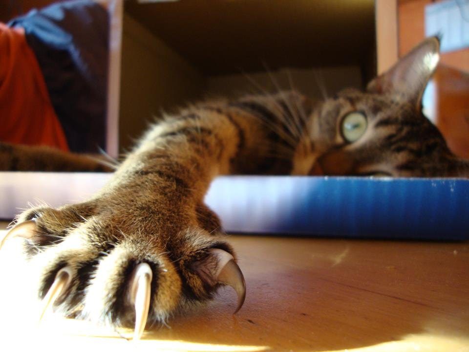 Primer plano de la pata de un gato atigrado estirada con las uñas extendidas sobre un piso de madera.