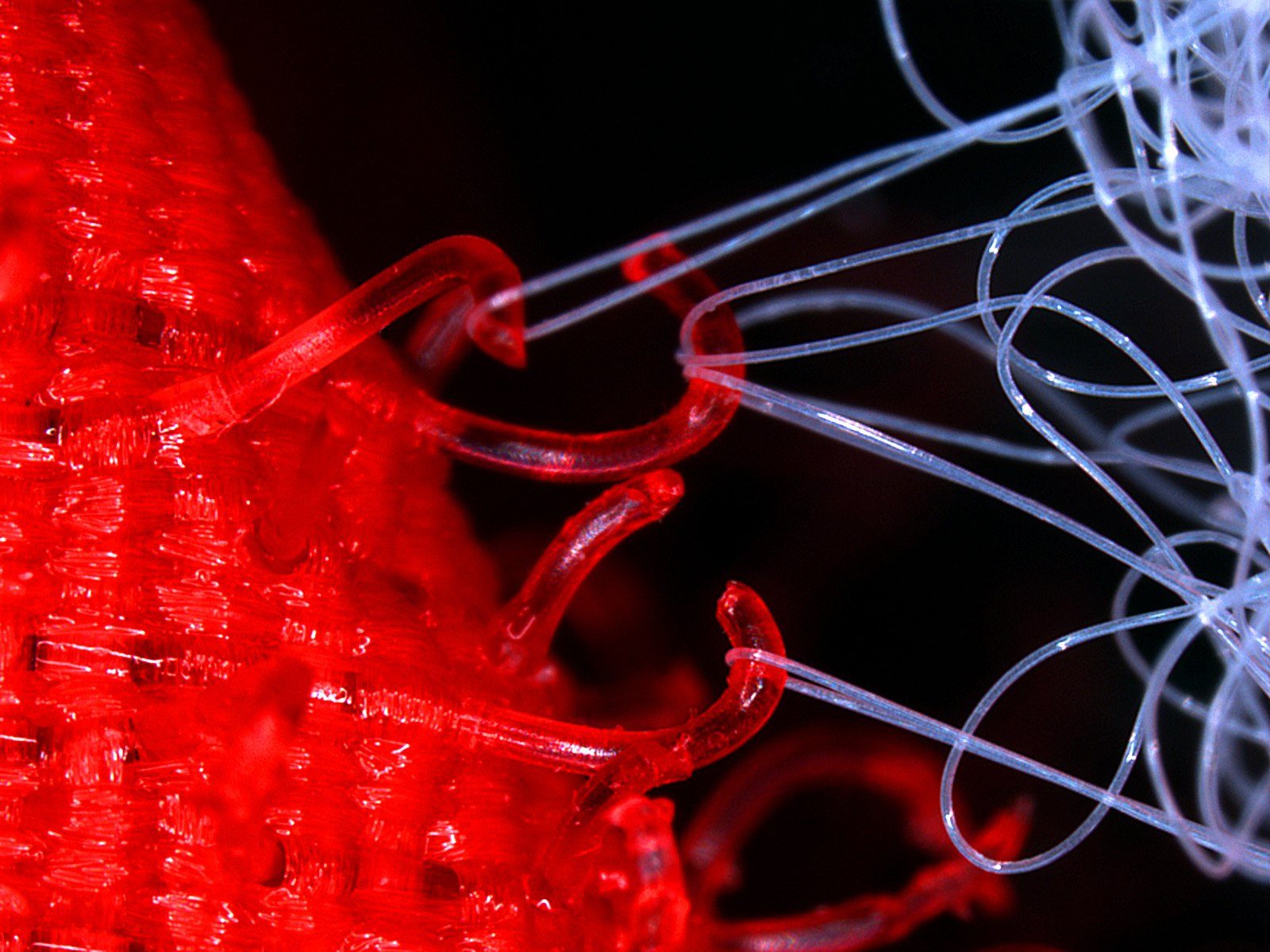 Macrofotografía de ganchos translúcidos de velcro, rojos, enganchados a un lazo de hilos finos mientras se separan las dos caras